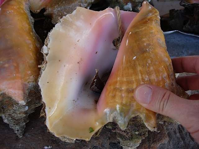 freshconch