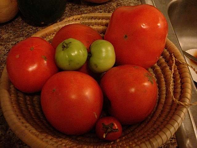 tomatoes