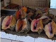 conchforsale
