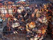 crabbahamas