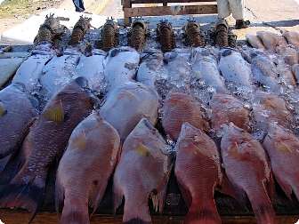 fish3
