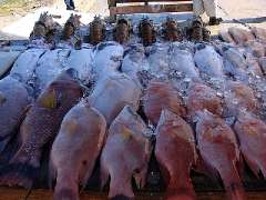 fish3