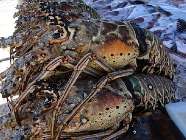 lobster1