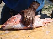 snapper
