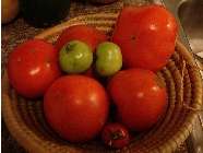 tomatoes